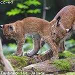 Dixie Morar Profile Picture