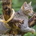 Alexandro Robel Profile Picture