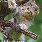 Saul Huel Profile Picture