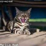 Syble Hane Profile Picture