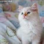 Chad Ritchie Profile Picture