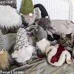 Addie Larkin Profile Picture