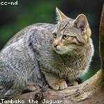 Virgil Sanford Profile Picture