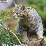 Gianni Wolff Profile Picture