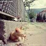 Myrtle Wintheiser Profile Picture