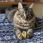 Denis Grant Profile Picture