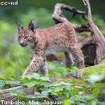 Marques Swaniawski Profile Picture