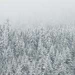 Velma Okuneva Profile Picture