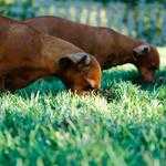 Rosie Morissette Profile Picture