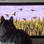 Corene Hermiston Profile Picture