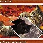 Shemar Jacobs Profile Picture