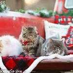 Sammie Erdman Profile Picture