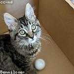 Brain Zboncak Profile Picture