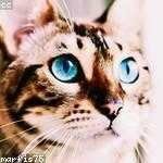 Irving Lakin Profile Picture