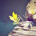 Renee Farrell Profile Picture