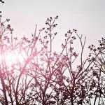 Zion Rowe Profile Picture