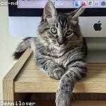 Mason Medhurst Profile Picture