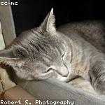 Gilberto Kautzer Profile Picture