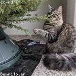 Francesca Harber Profile Picture