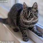 Henderson Kreiger Profile Picture