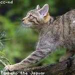 Isadore Runolfsdottir Profile Picture