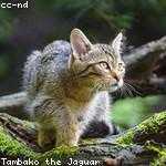 Fausto Beatty Profile Picture