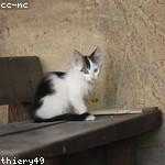 Jaycee Powlowski Profile Picture