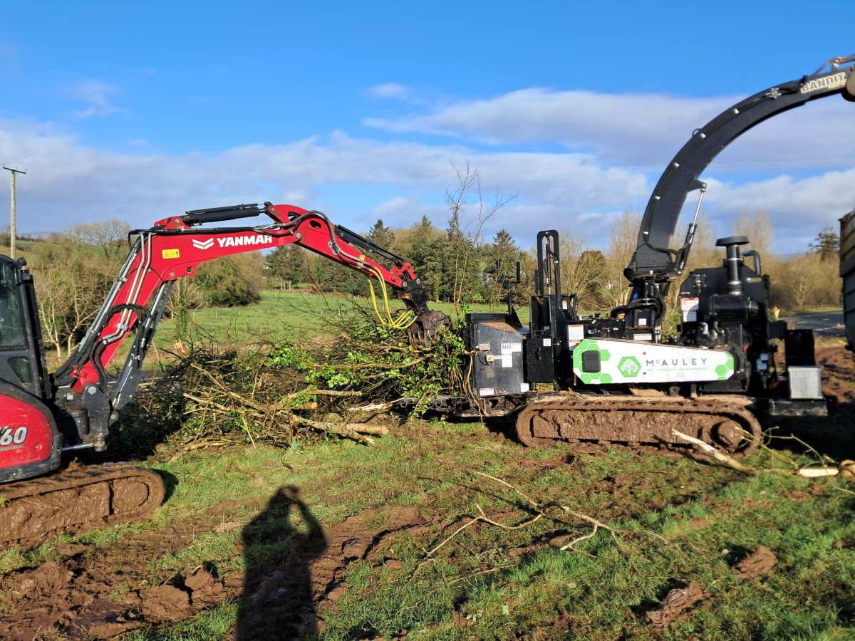 Trusted Tree Care by Expert Tree Surgeons in Belfast – Belfast Tree Surgeon
