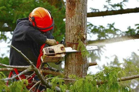 Expert Tree Care with the Best Tree Surgeon Belfast – Belfast Tree Surgeon