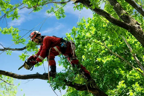 Finding the Best Tree Services in NI Made Easy! – Belfast Tree Surgeon
