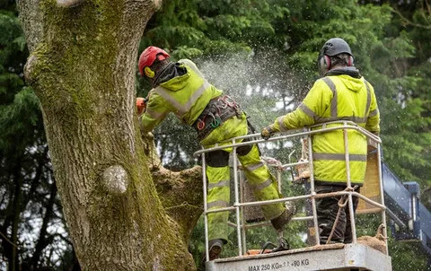 Why Should You Hire Expert Tree Surgeons in Belfast? – Belfast Tree Surgeon