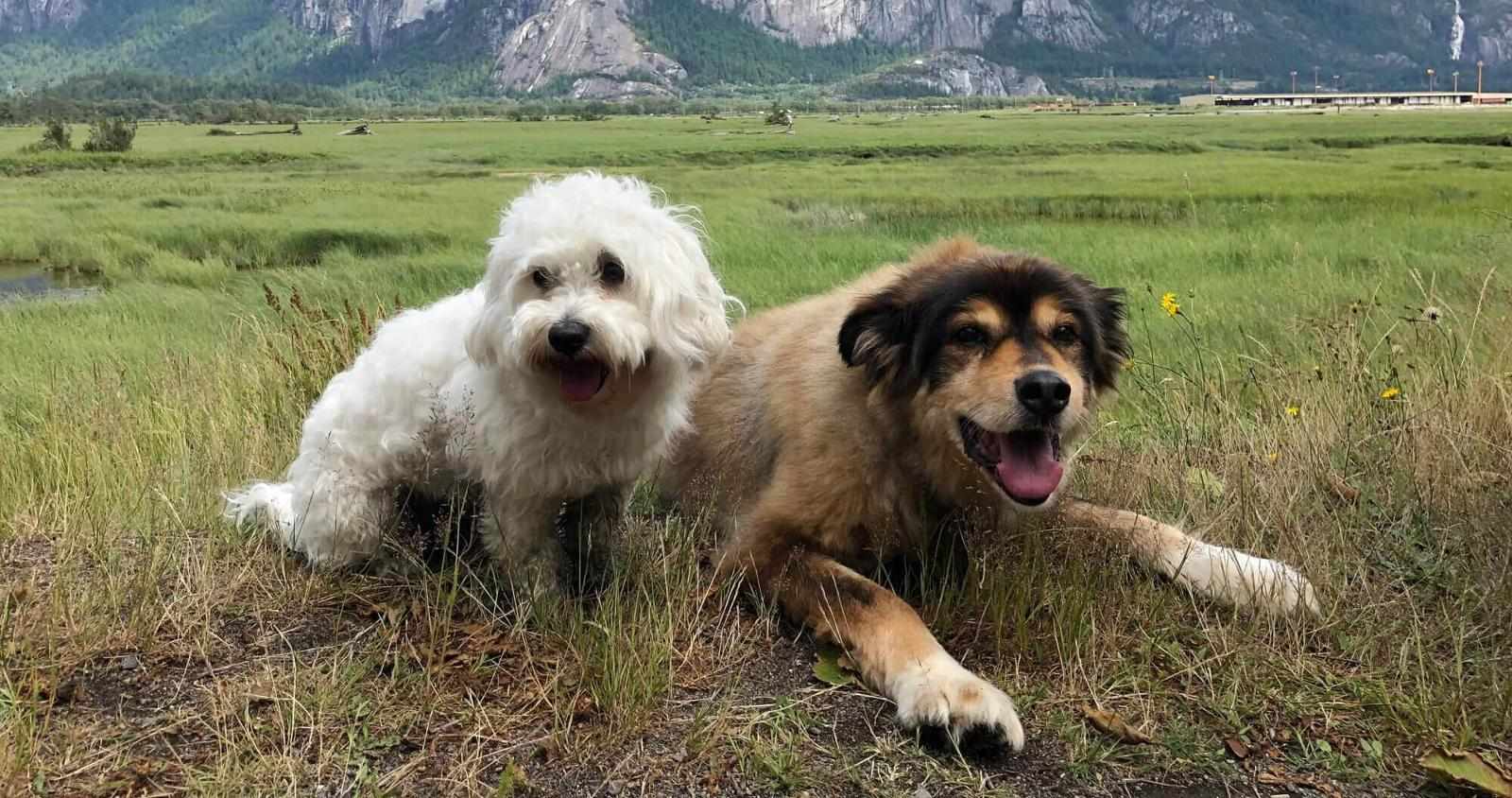 A Better Way to Feed Your Furry Family Members