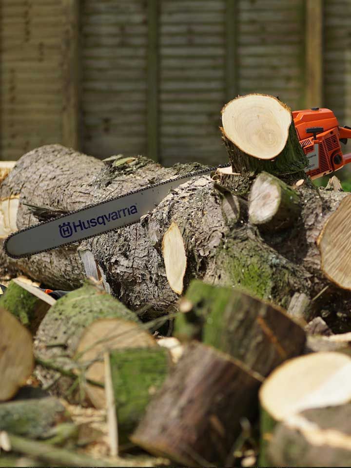 Trusted Tree Surgery Belfast Services by Local Experts -  WriteUpCafe